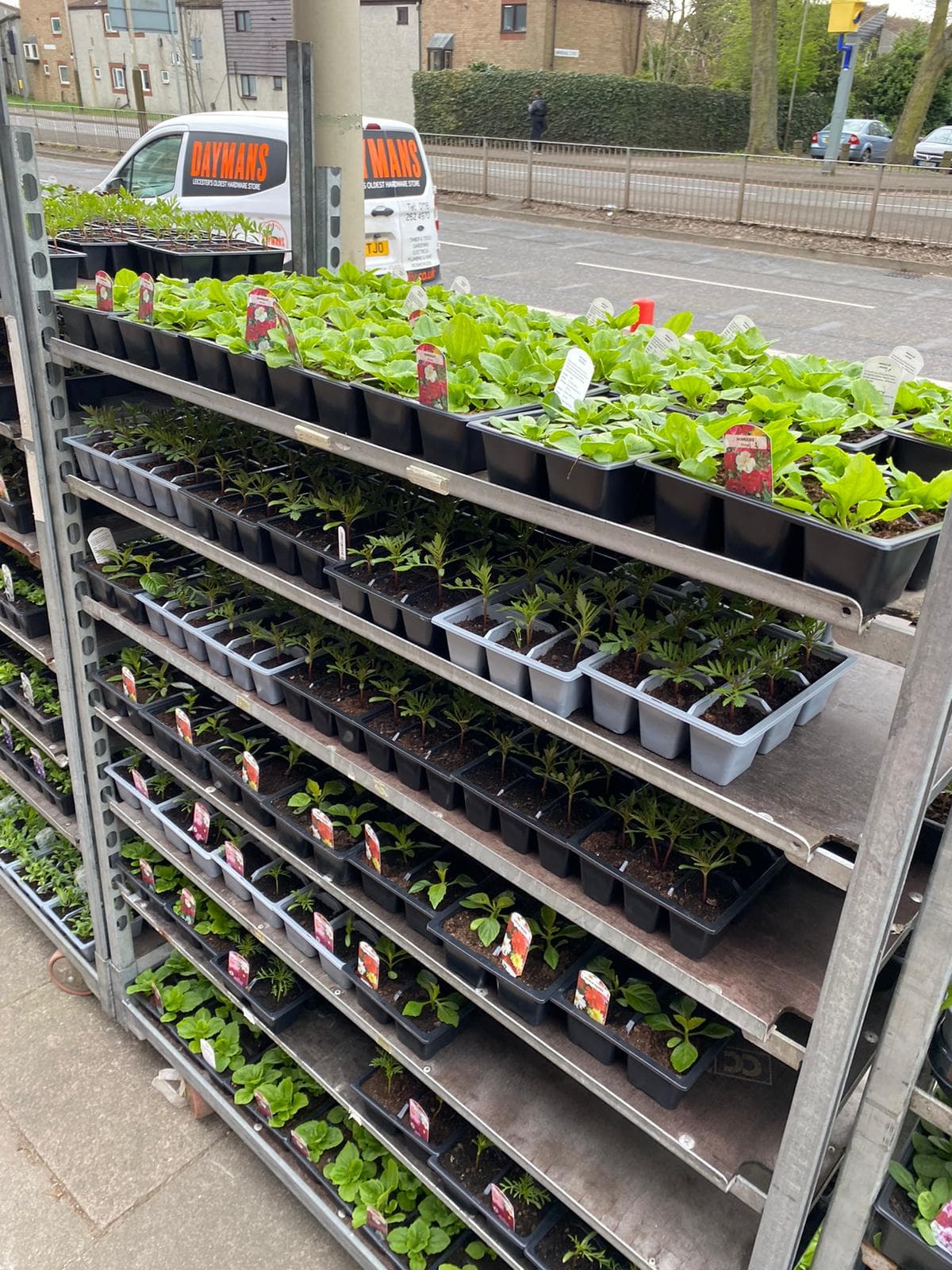 British Grown Summer Bedding Plants (5 TRAYS FOR £17.50) (LOCAL PICKUP / DELIVERY ONLY)