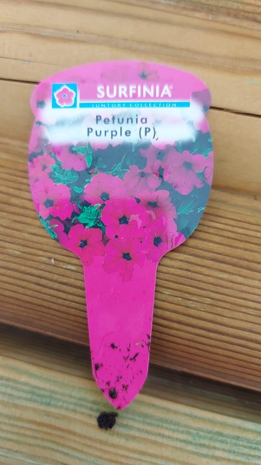 British Grown Trailing Plants Individual Pots & Geraniums- (10 for £20) (LOCAL PICKUP / DELIVERY ONLY)