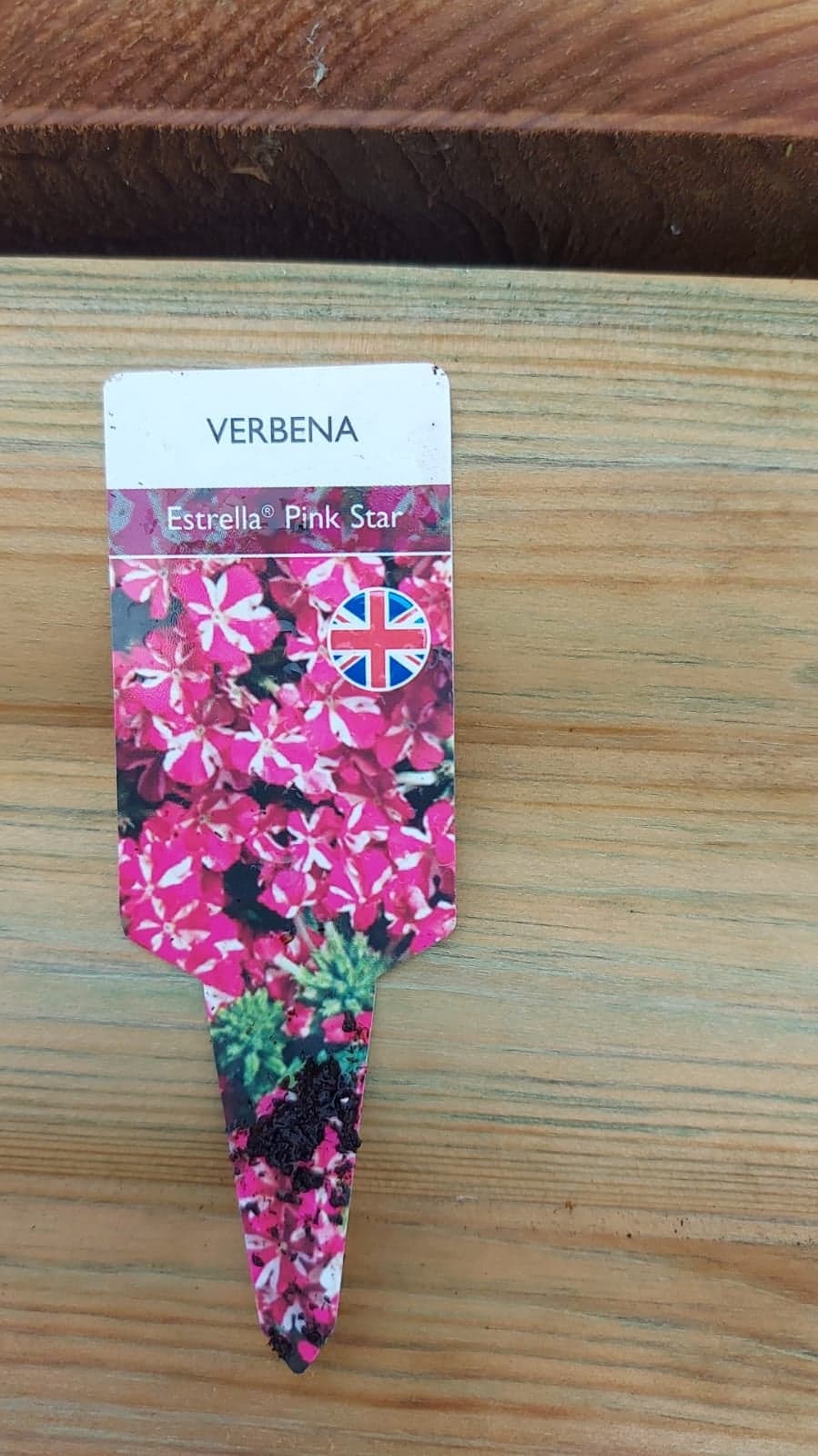 British Grown Trailing Plants Individual Pots & Geraniums- (10 for £20) (LOCAL PICKUP / DELIVERY ONLY)