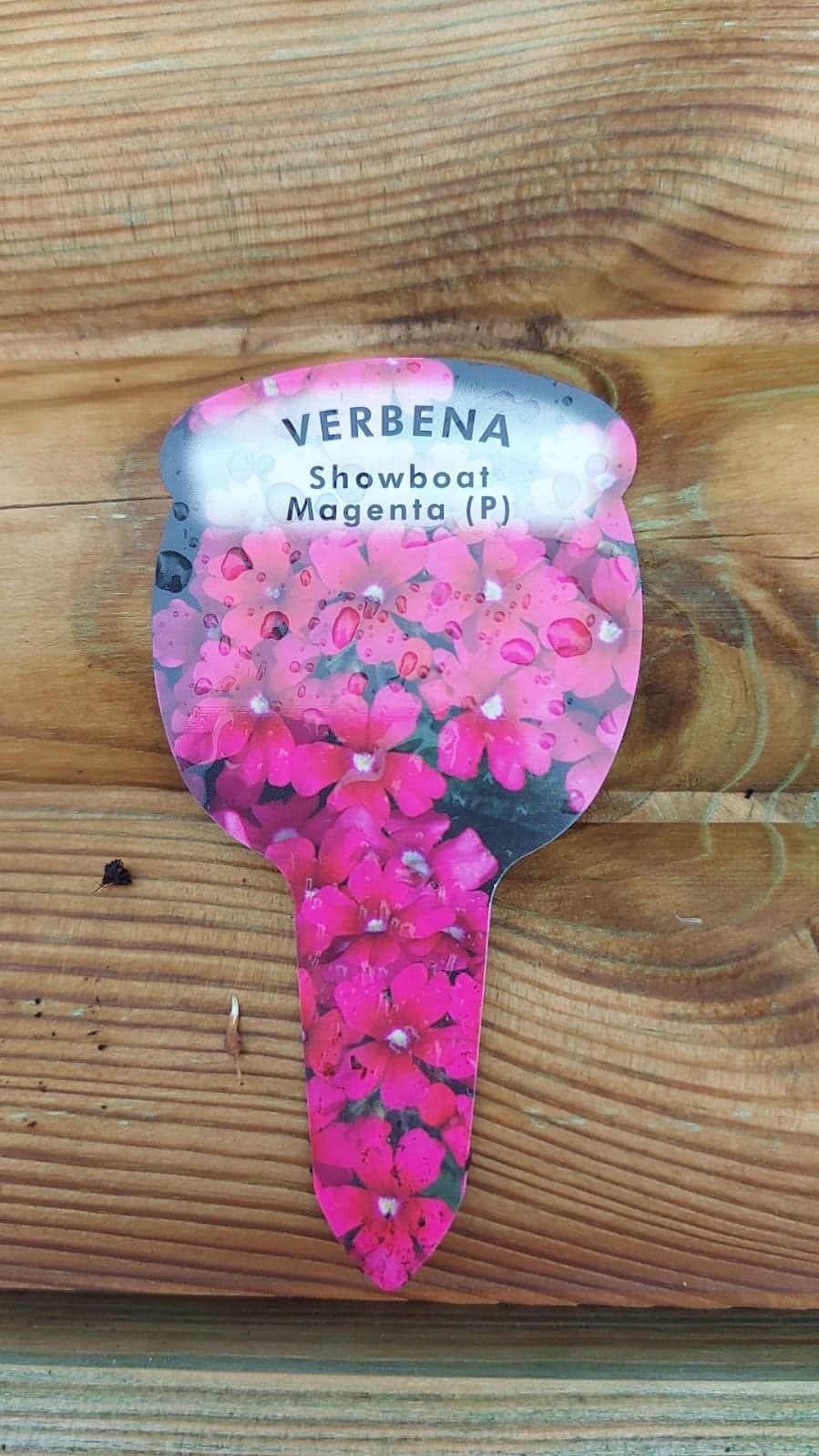 British Grown Trailing Plants Individual Pots & Geraniums- (10 for £20) (LOCAL PICKUP / DELIVERY ONLY)