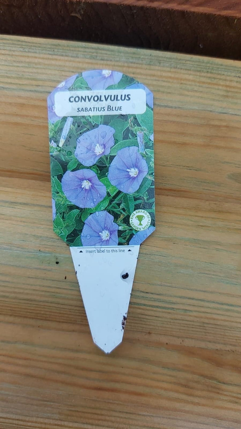 British Grown Trailing Plants Individual Pots & Geraniums- (LOCAL PICKUP / DELIVERY ONLY)