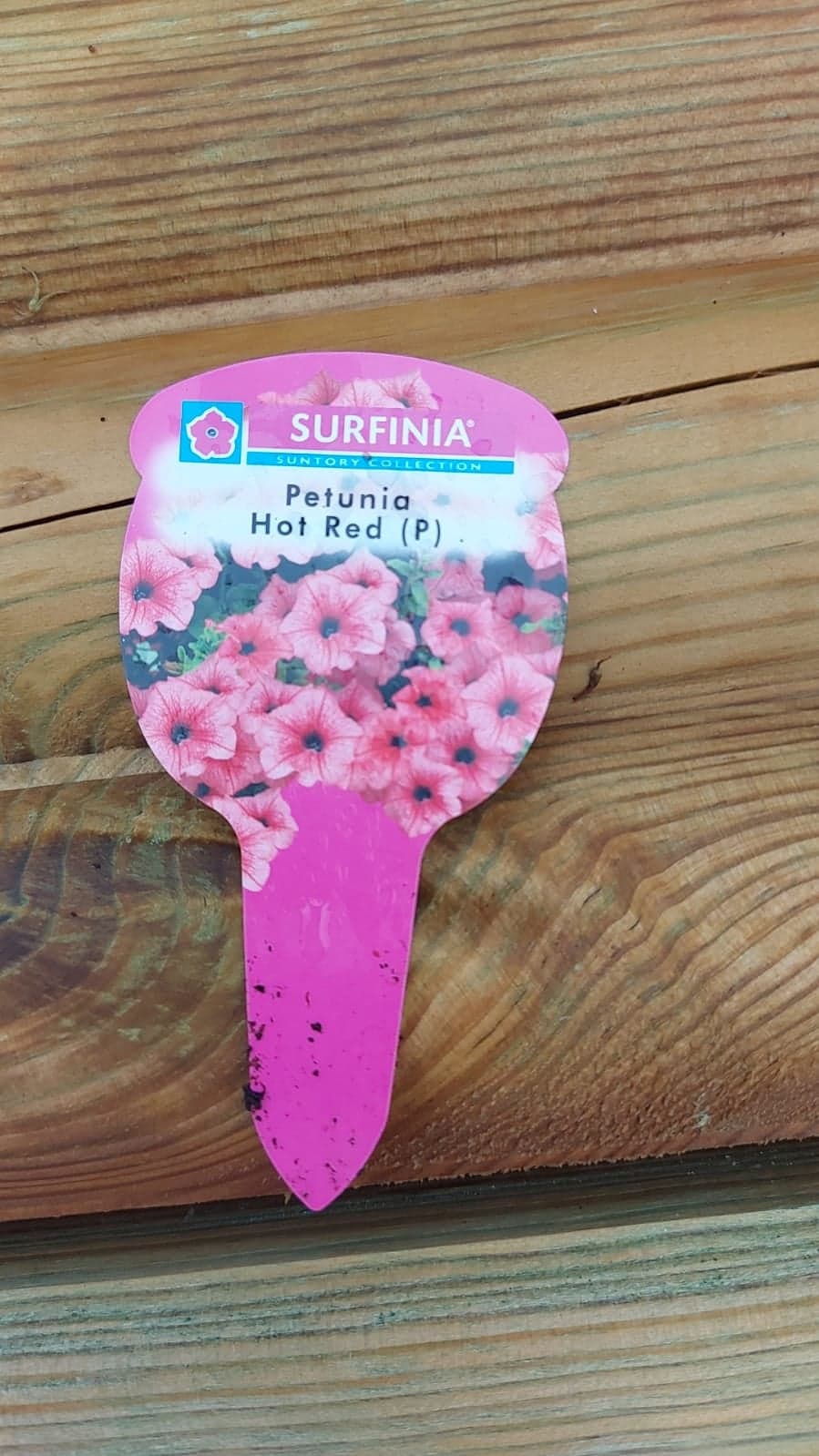 British Grown Trailing Plants Individual Pots & Geraniums- (10 for £20) (LOCAL PICKUP / DELIVERY ONLY)