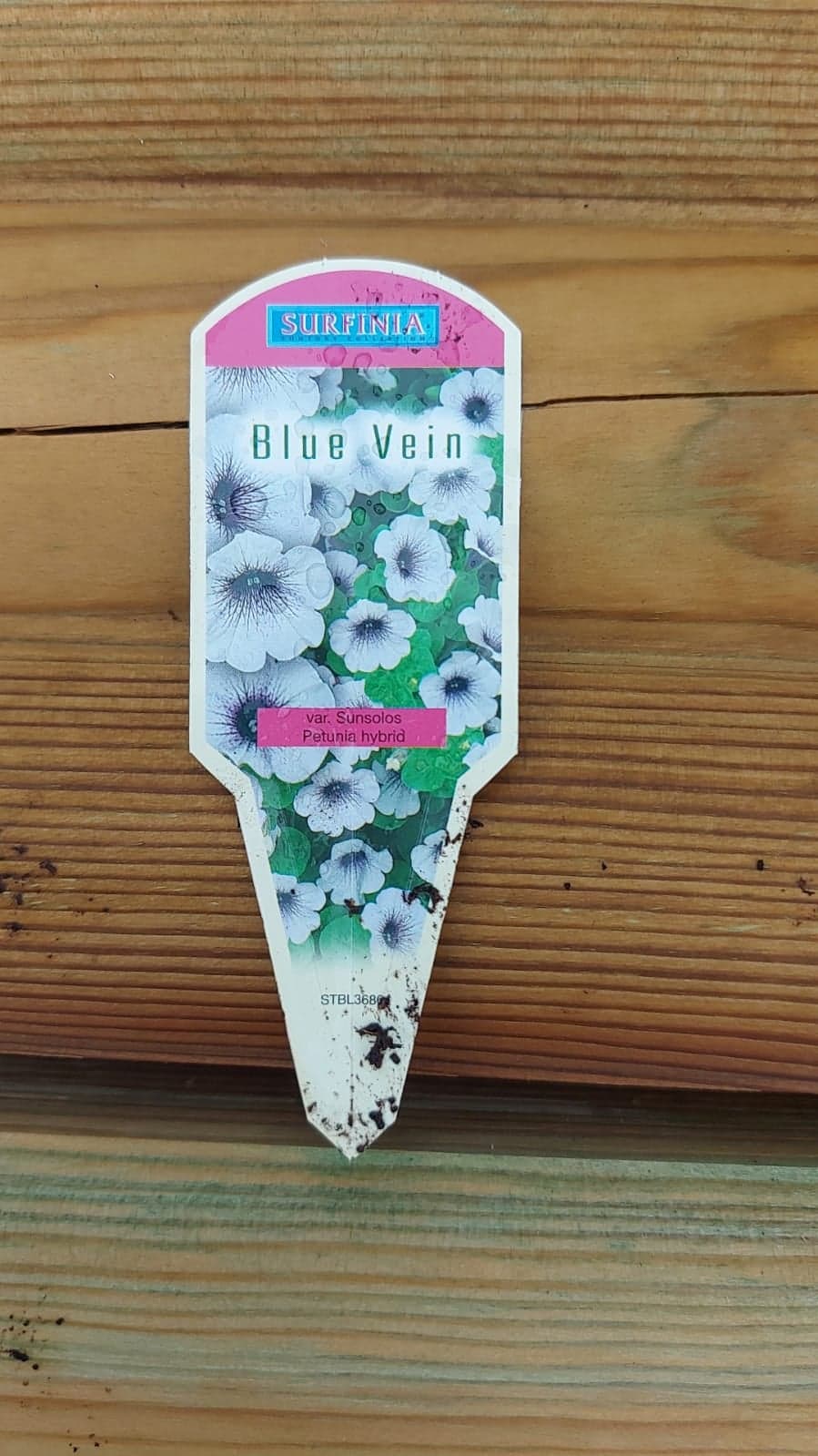 British Grown Trailing Plants Individual Pots & Geraniums- (10 for £20) (LOCAL PICKUP / DELIVERY ONLY)