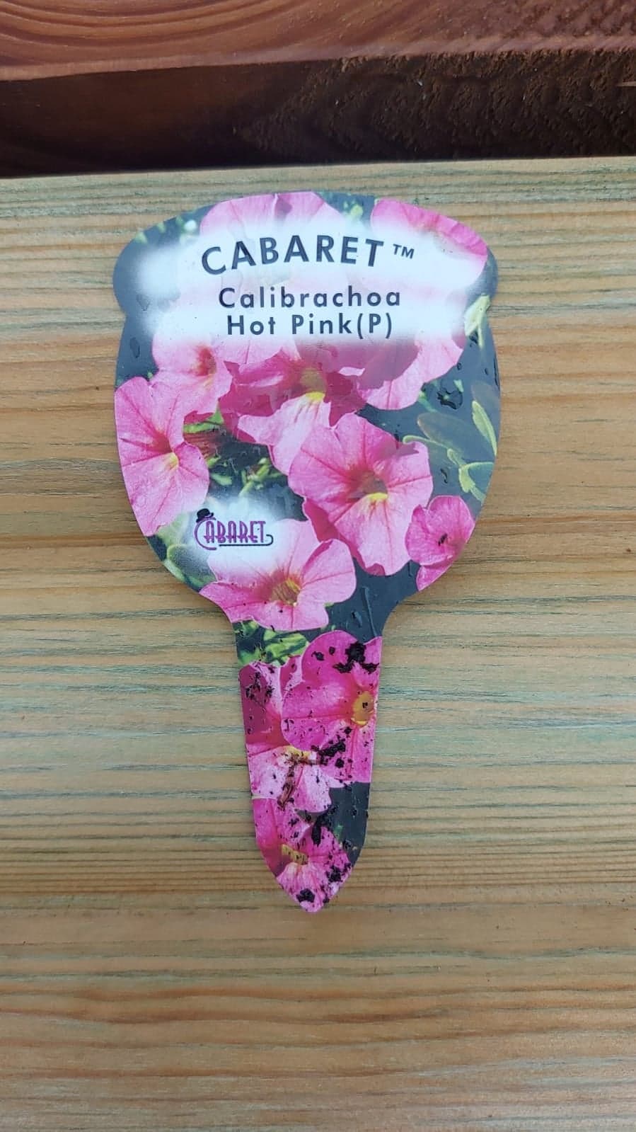 British Grown Trailing Plants Individual Pots & Geraniums- (10 for £20) (LOCAL PICKUP / DELIVERY ONLY)