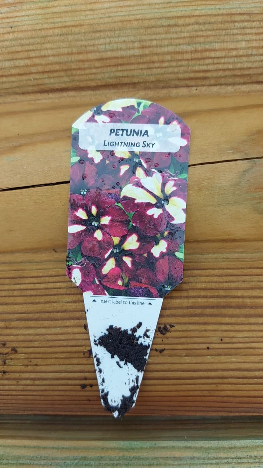 British Grown Trailing Plants Individual Pots & Geraniums- (10 for £20) (LOCAL PICKUP / DELIVERY ONLY)