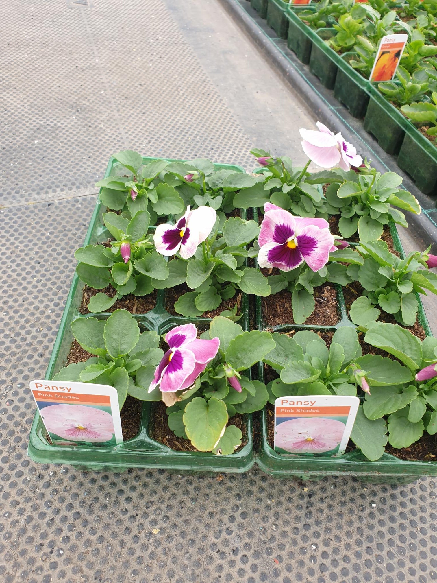 Winter Pansies & Violas Trays (LOCAL PICKUP / DELIVERY ONLY) (5 TRAYS FOR £17.50)