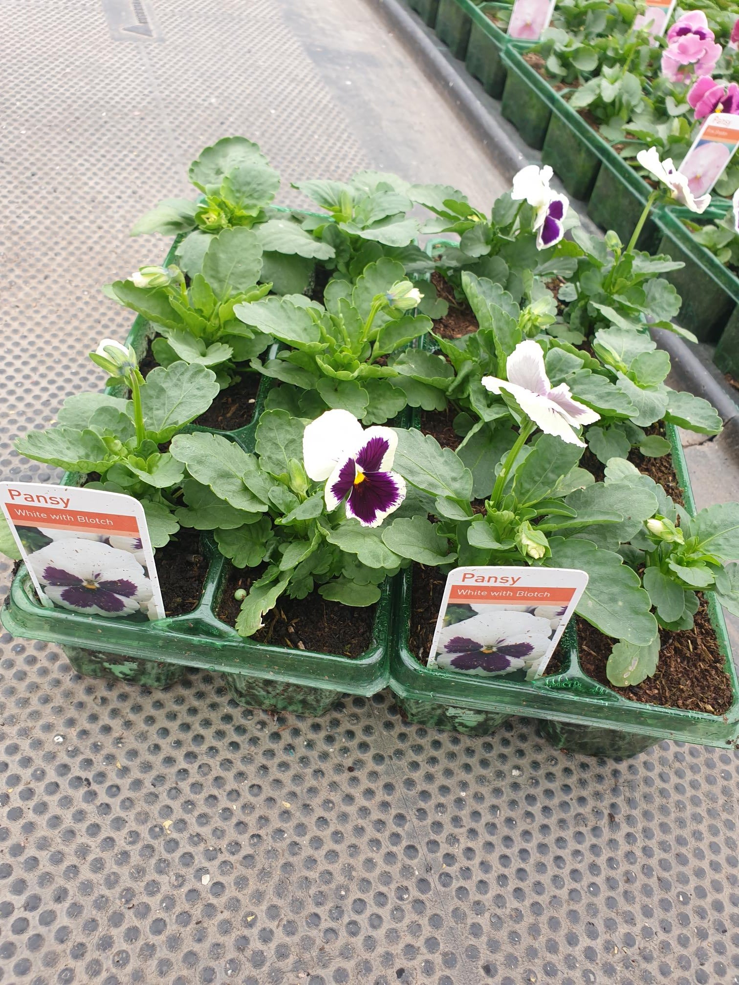 Winter Pansies & Violas Trays (LOCAL PICKUP / DELIVERY ONLY) (5 TRAYS FOR £17.50)