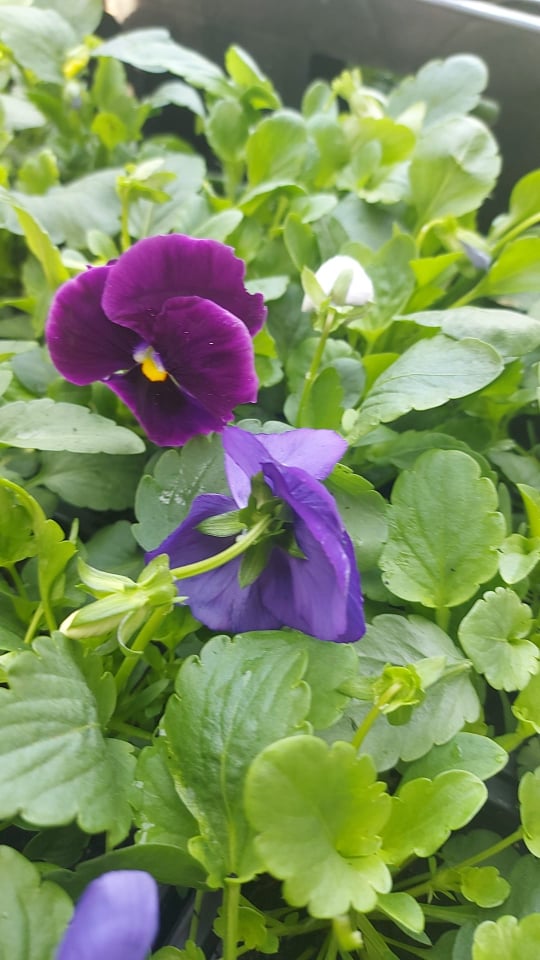 Winter Pansies & Violas Trays (LOCAL PICKUP / DELIVERY ONLY) (5 TRAYS FOR £17.50)