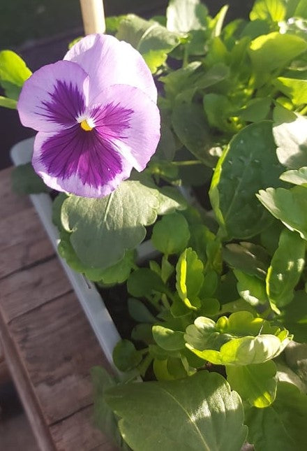 Winter Pansies & Violas Trays (LOCAL PICKUP / DELIVERY ONLY) (5 TRAYS FOR £17.50)