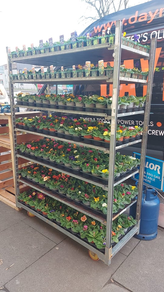 Primroses Pot (LOCAL PICKUP / DELIVERY ONLY)