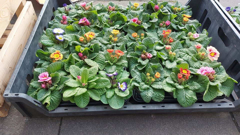 Primroses Pot (LOCAL PICKUP / DELIVERY ONLY)