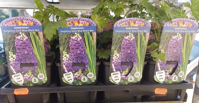 British Grown Perrenials Square 7.5cm (3") Pots (LOCAL PICKUP / DELIVERY ONLY)