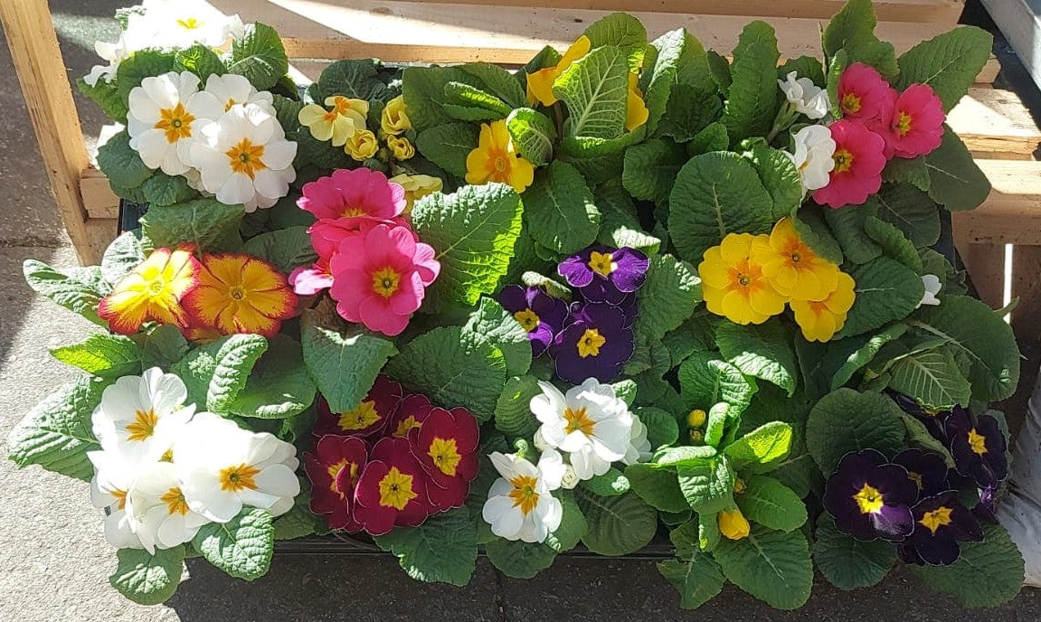 Primroses Pot (LOCAL PICKUP / DELIVERY ONLY)