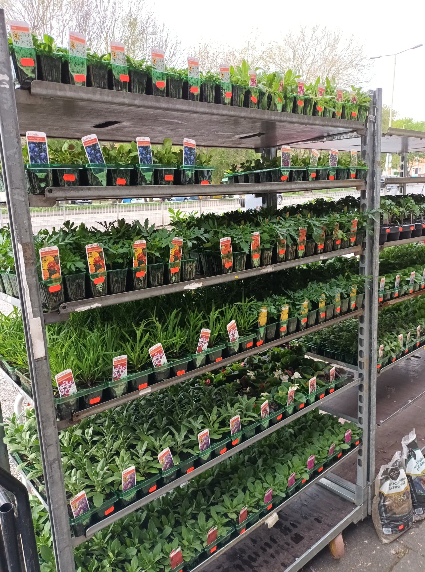 British Grown Summer Bedding Plants (5 TRAYS FOR £17.50) (LOCAL PICKUP / DELIVERY ONLY)