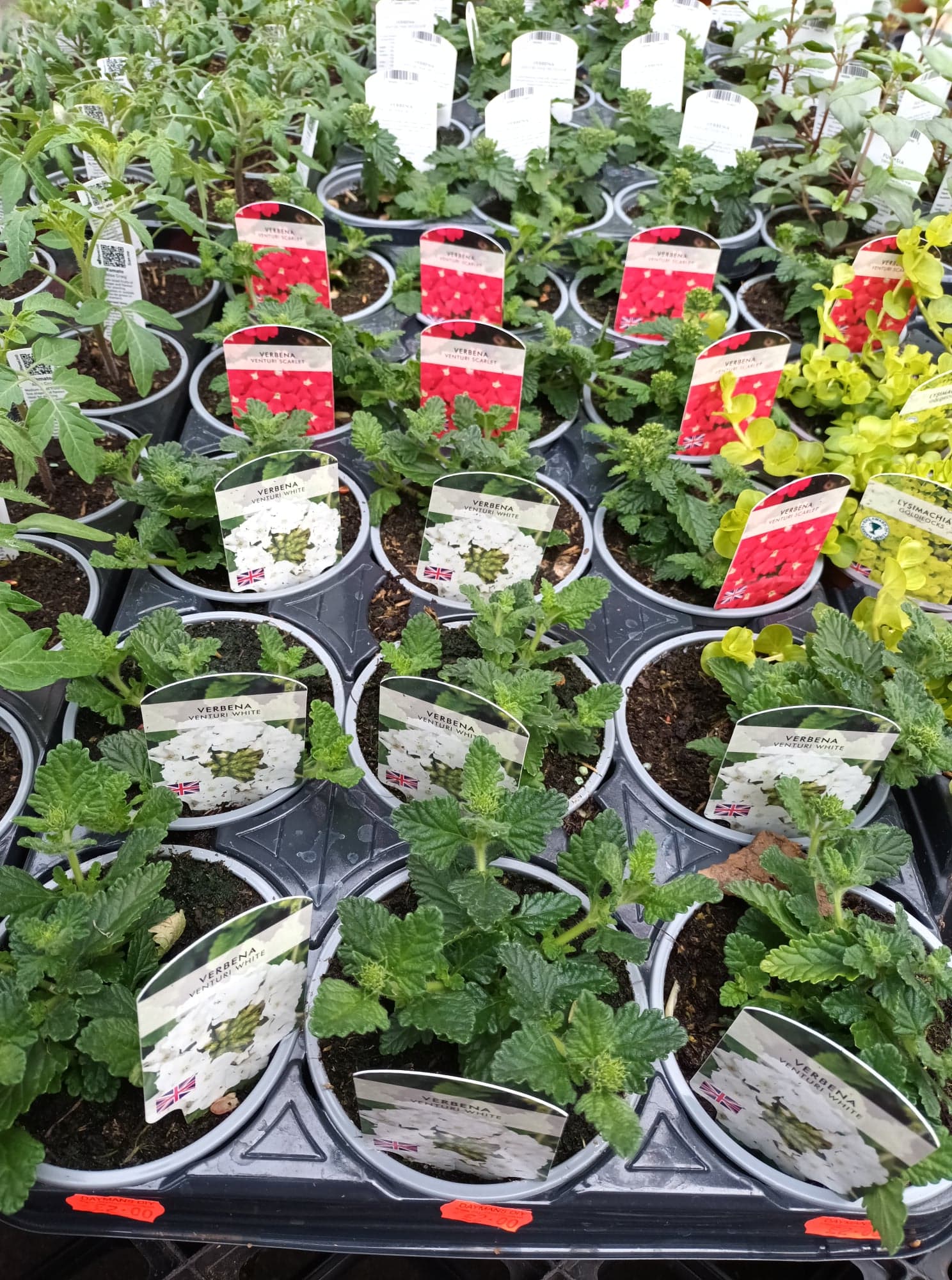 British Grown Trailing Plants Individual Pots & Geraniums- (10 for £20) (LOCAL PICKUP / DELIVERY ONLY)