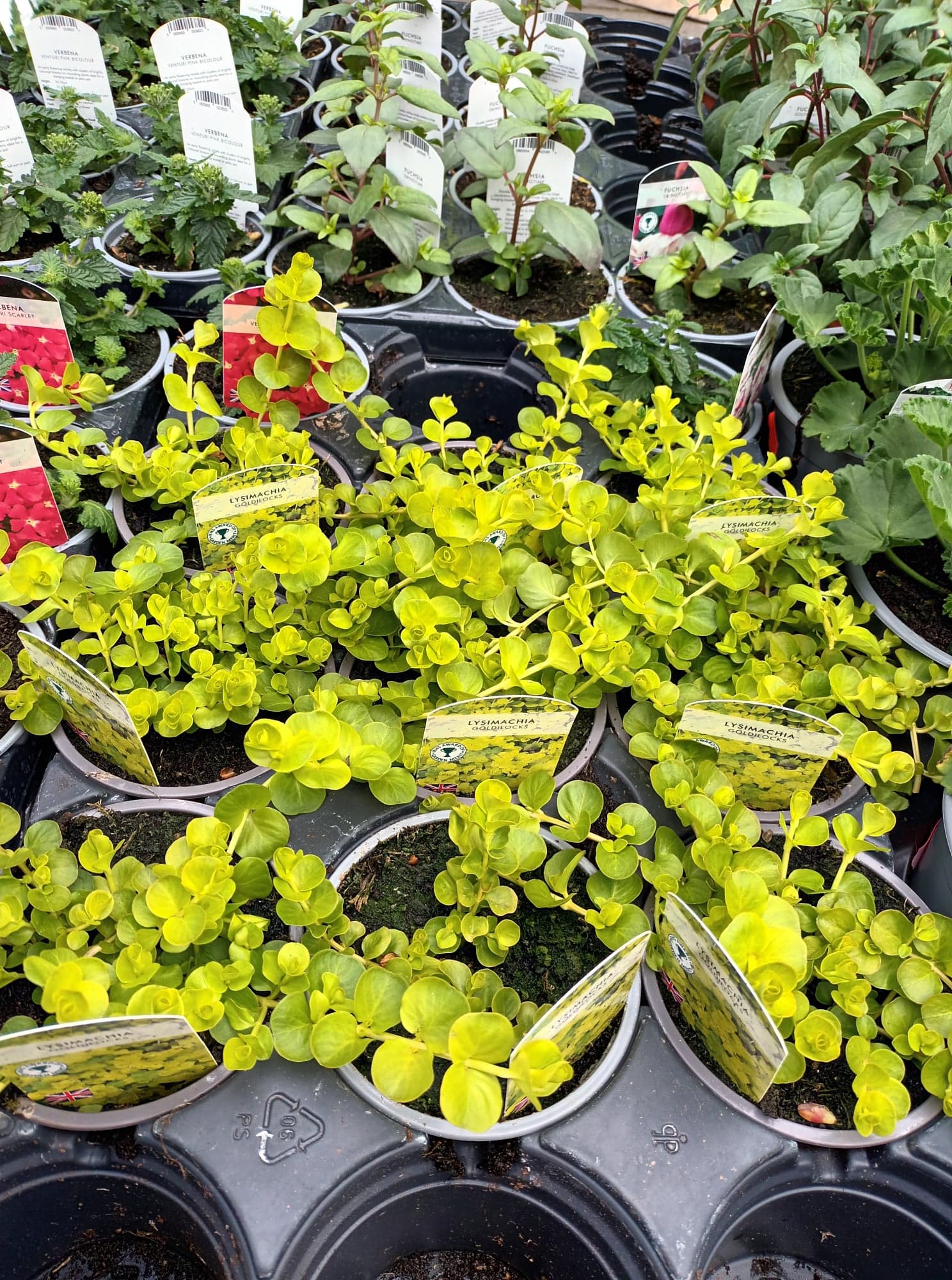 British Grown Trailing Plants Individual Pots & Geraniums- (10 for £20) (LOCAL PICKUP / DELIVERY ONLY)