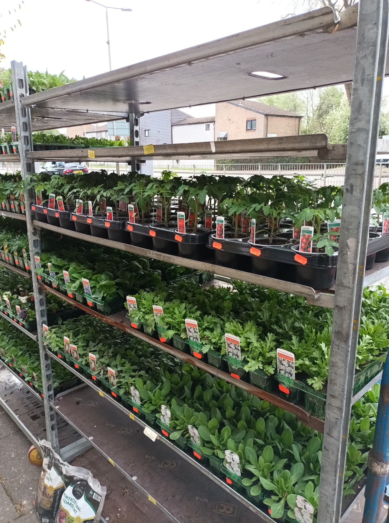 Tomato & Strawberry Plants (LOCAL PICKUP / DELIVERY ONLY)