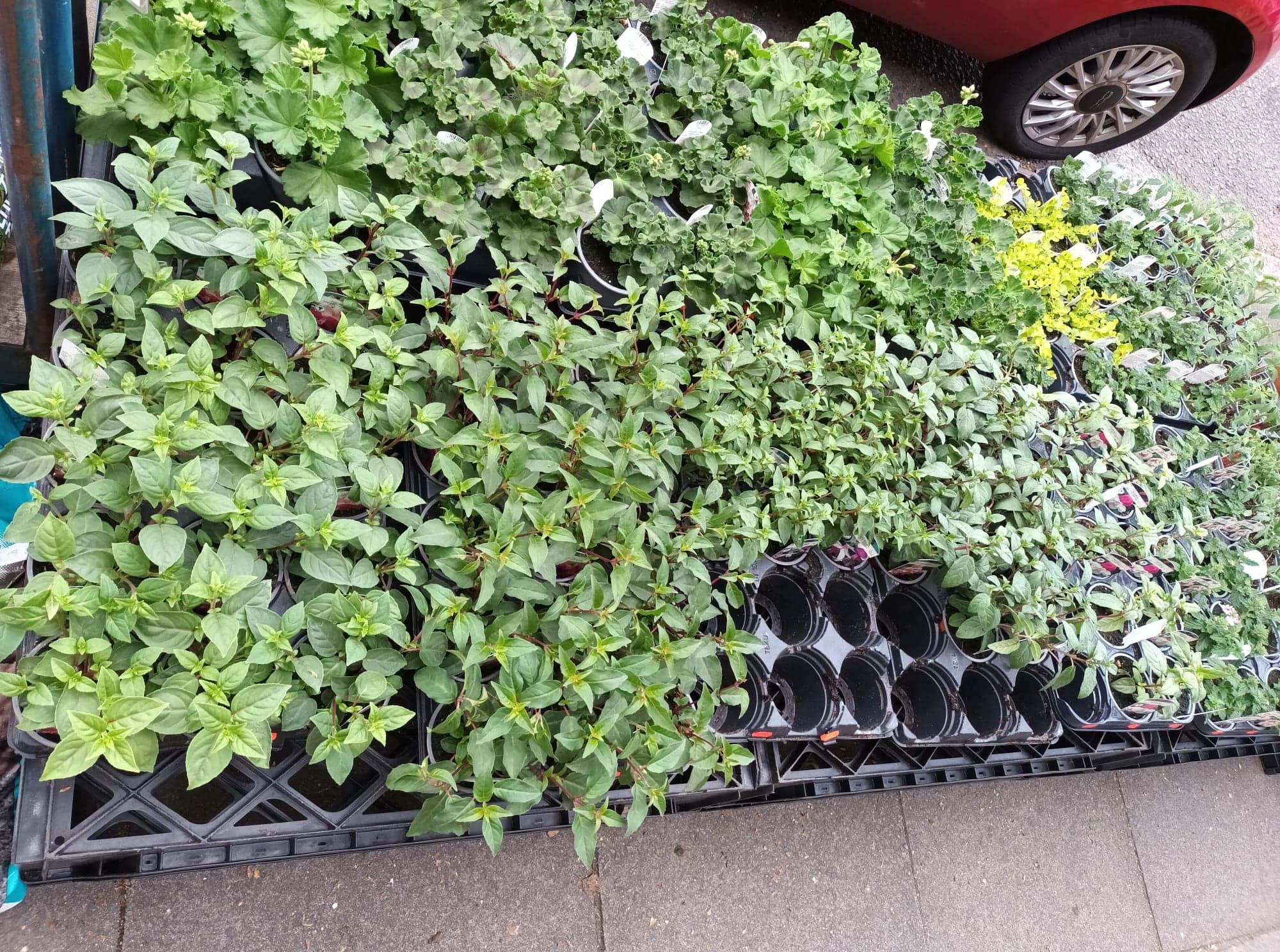 British Grown Trailing Plants Individual Pots & Geraniums- (10 for £20) (LOCAL PICKUP / DELIVERY ONLY)