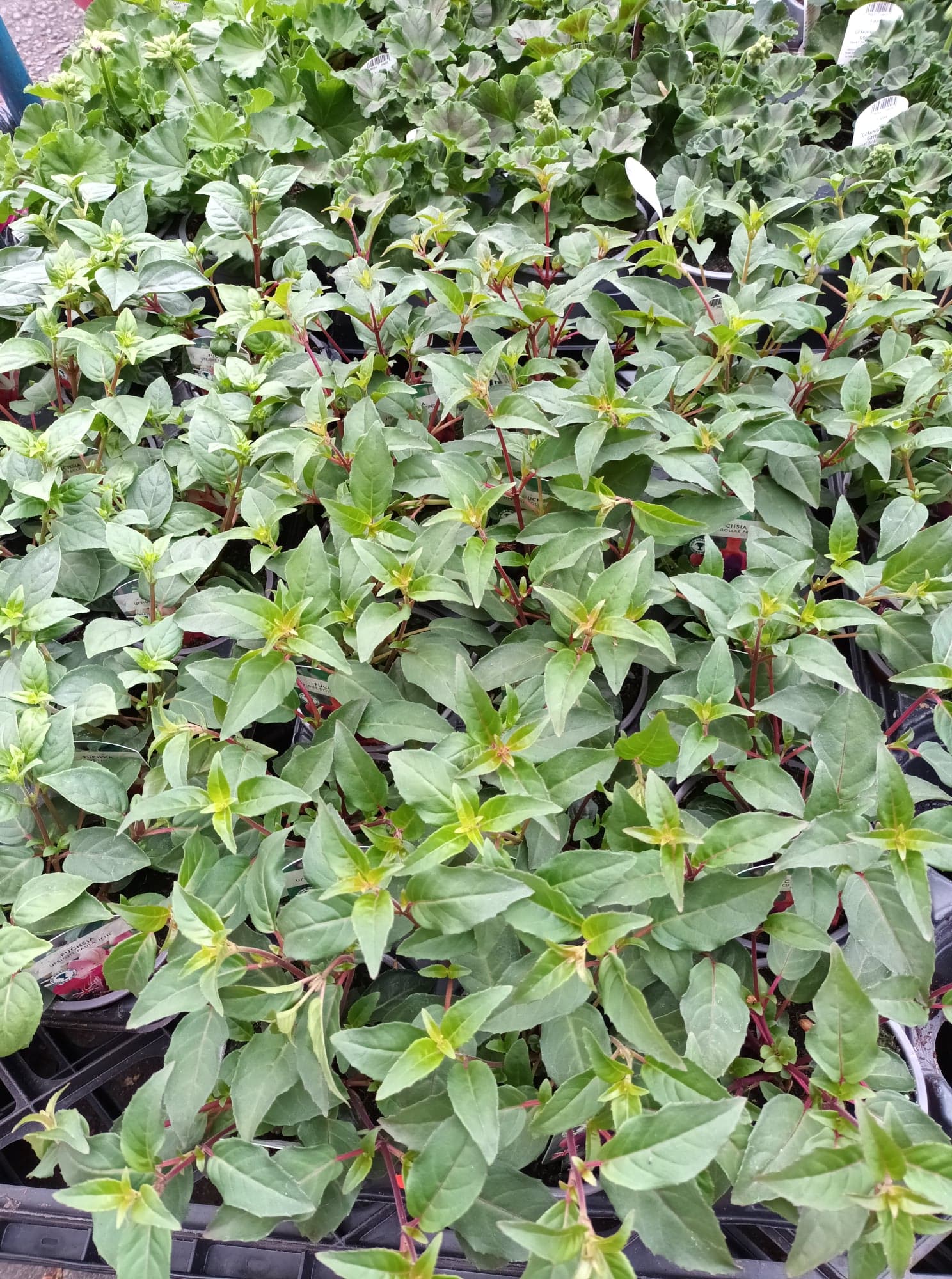 British Grown Trailing Plants Individual Pots & Geraniums- (10 for £20) (LOCAL PICKUP / DELIVERY ONLY)