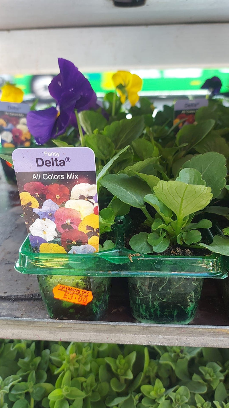 British Grown Summer Bedding Plants - 3 FOR £9.99 (LOCAL PICKUP / DELIVERY ONLY)