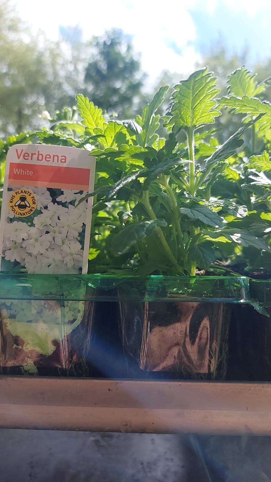 British Grown Summer Bedding Plants (5 TRAYS FOR £17.50) (LOCAL PICKUP / DELIVERY ONLY)