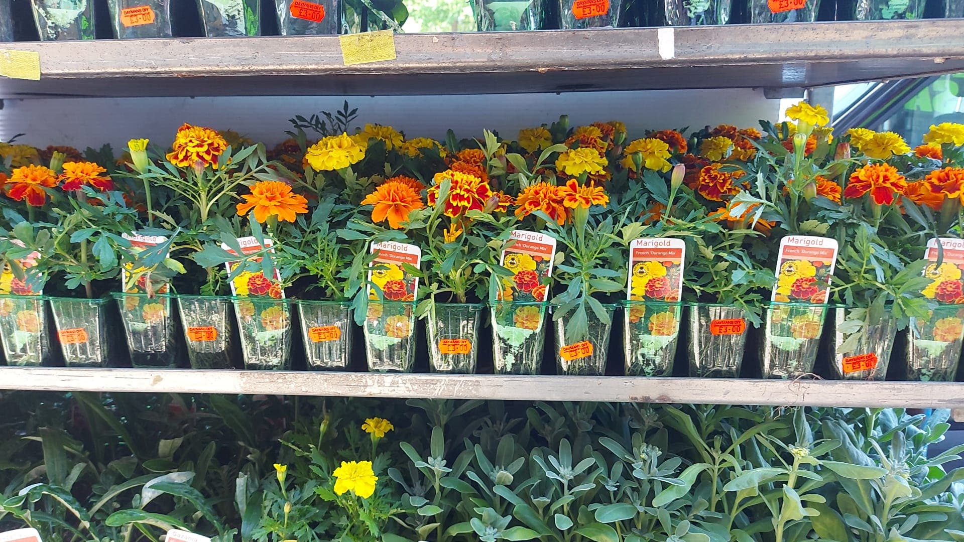 British Grown Summer Bedding Plants (5 TRAYS FOR £17.50) (LOCAL PICKUP / DELIVERY ONLY)