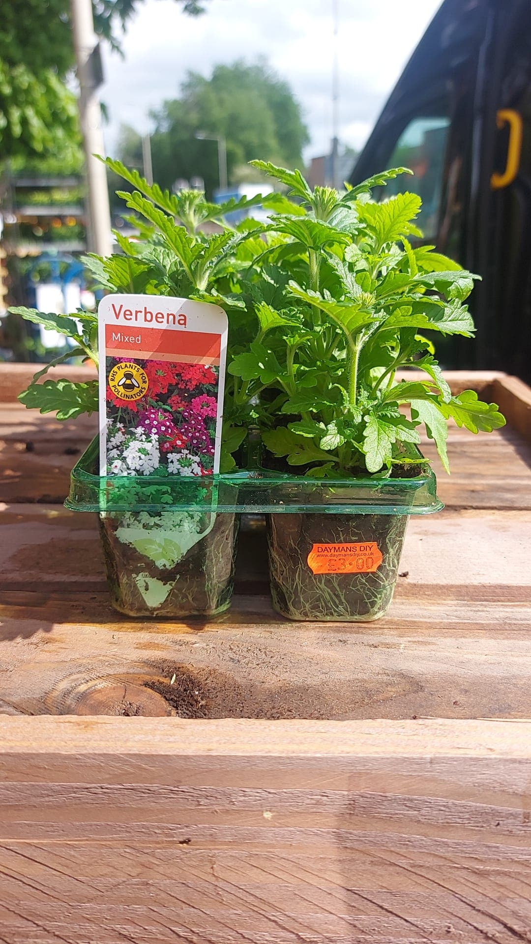 British Grown Summer Bedding Plants (5 TRAYS FOR £17.50) (LOCAL PICKUP / DELIVERY ONLY)