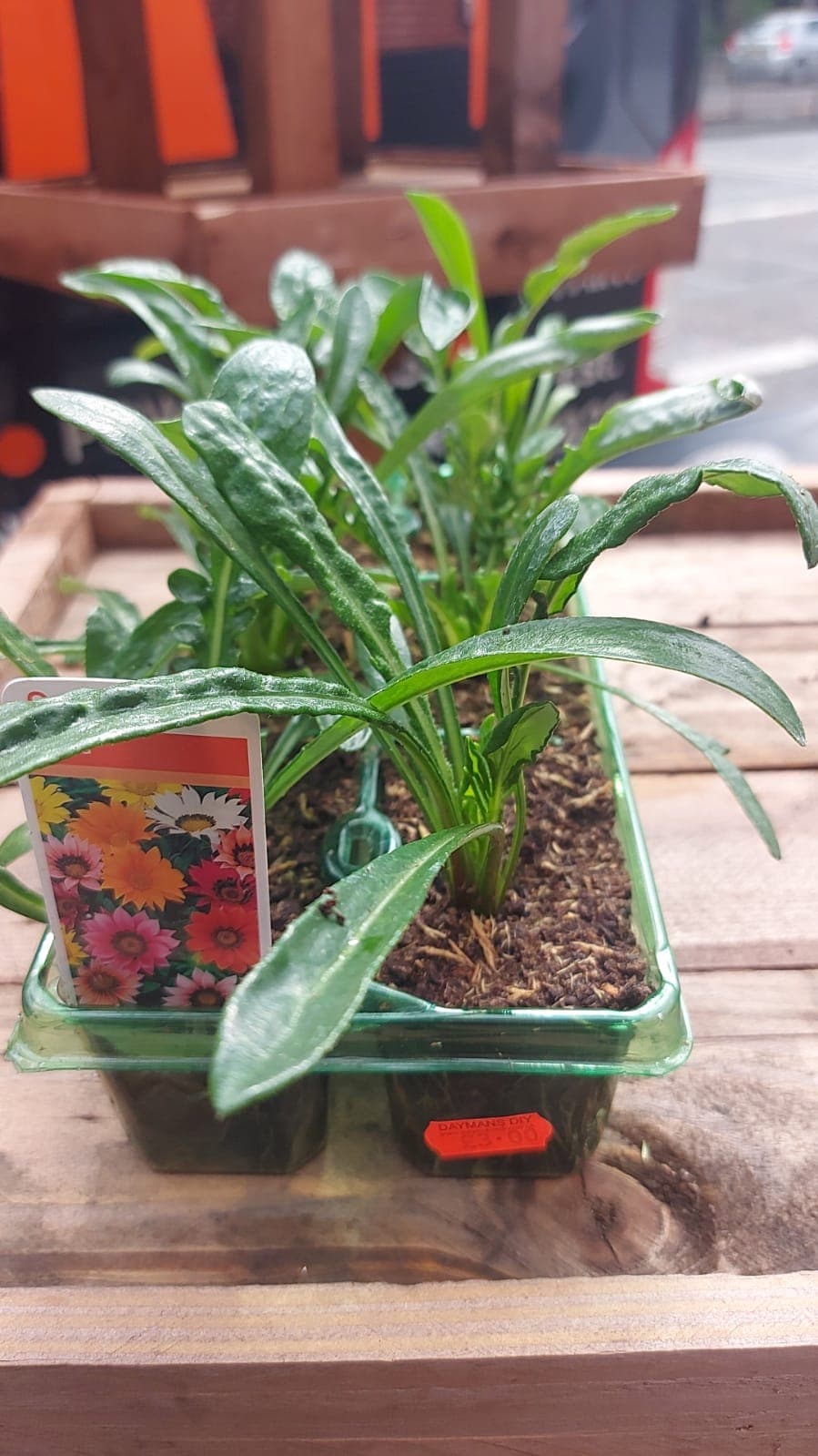 British Grown Summer Bedding Plants (5 TRAYS FOR £17.50) (LOCAL PICKUP / DELIVERY ONLY)