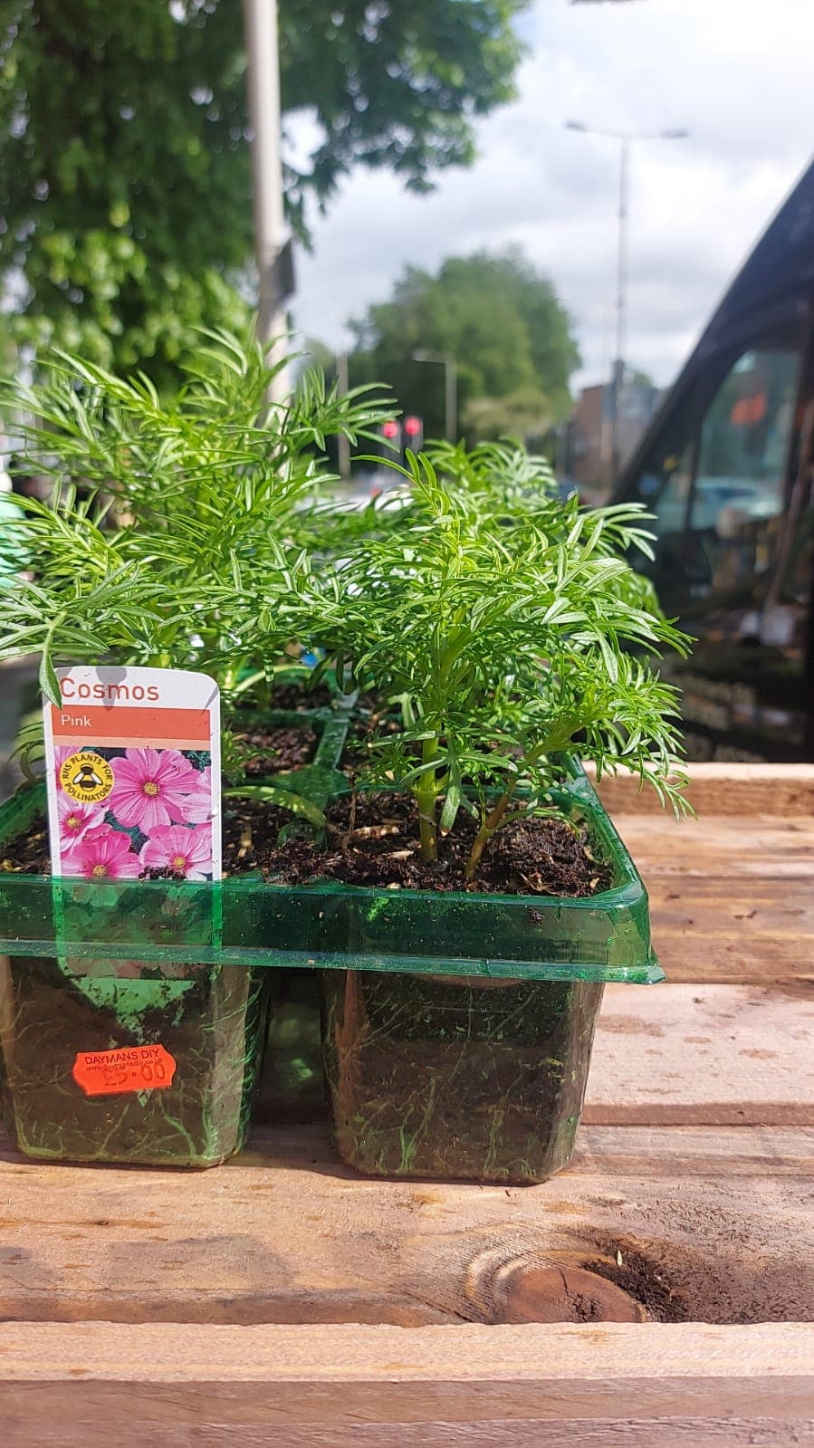 British Grown Summer Bedding Plants (5 TRAYS FOR £17.50) (LOCAL PICKUP / DELIVERY ONLY)