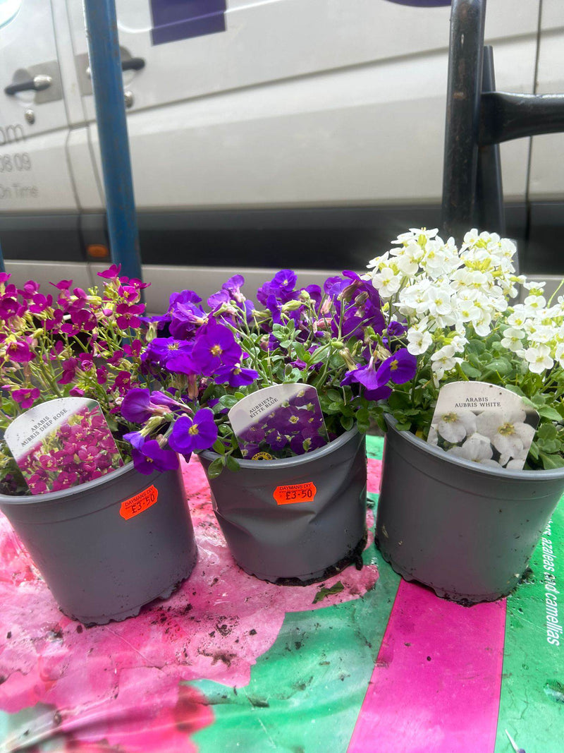 British Grown Perennials 1 Litre Circular Pots (LOCAL PICKUP / DELIVERY ONLY)