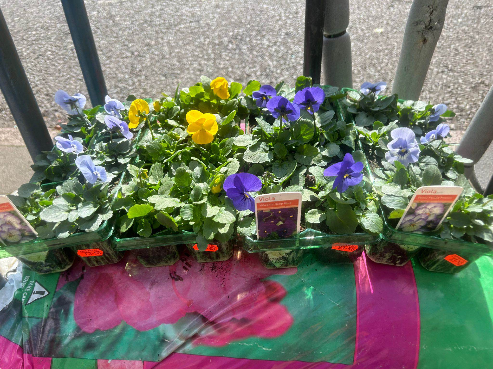 British Grown Summer Bedding Plants (5 TRAYS FOR £17.50) (LOCAL PICKUP / DELIVERY ONLY)