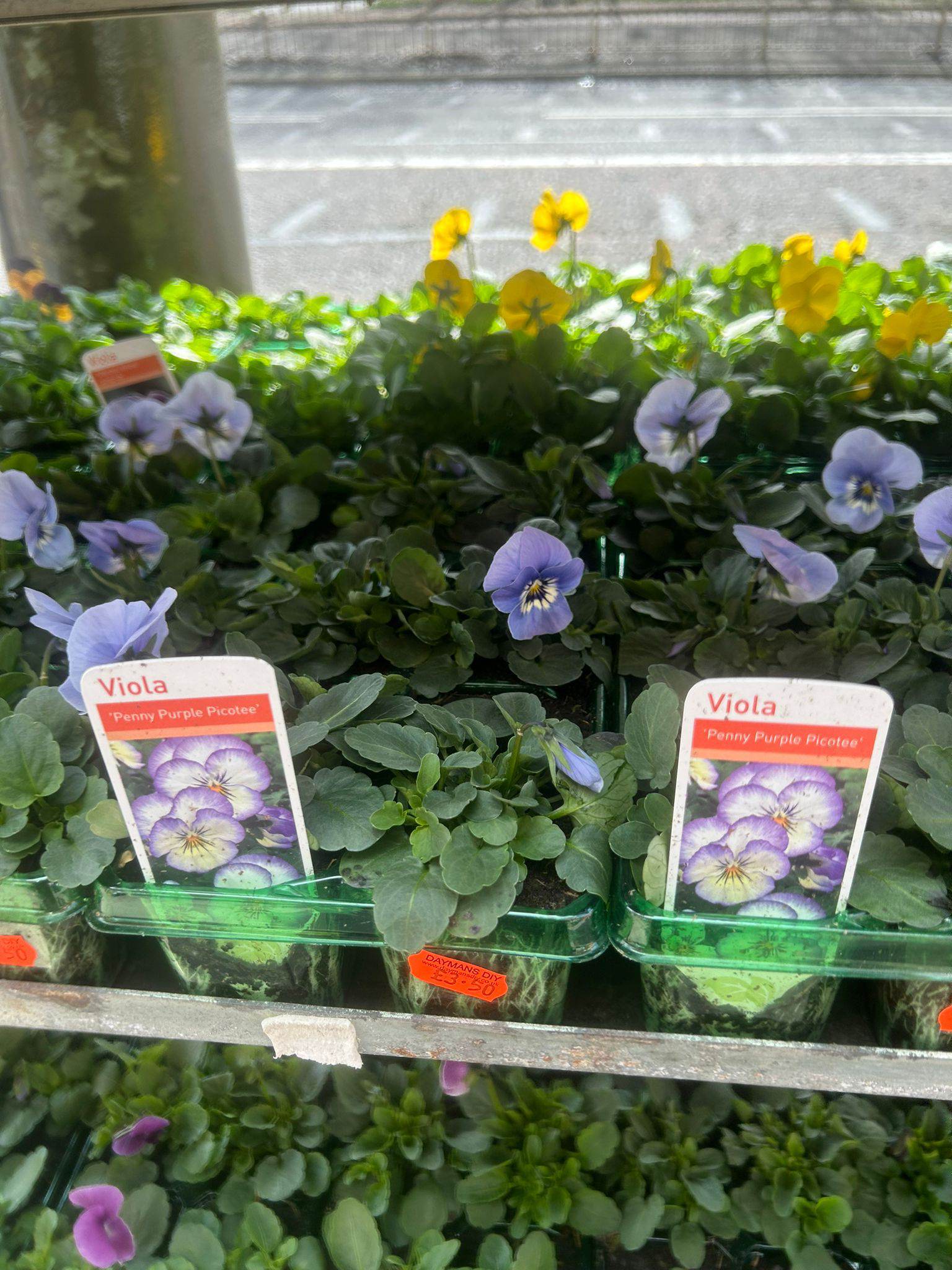 British Grown Summer Bedding Plants (5 TRAYS FOR £17.50) (LOCAL PICKUP / DELIVERY ONLY)