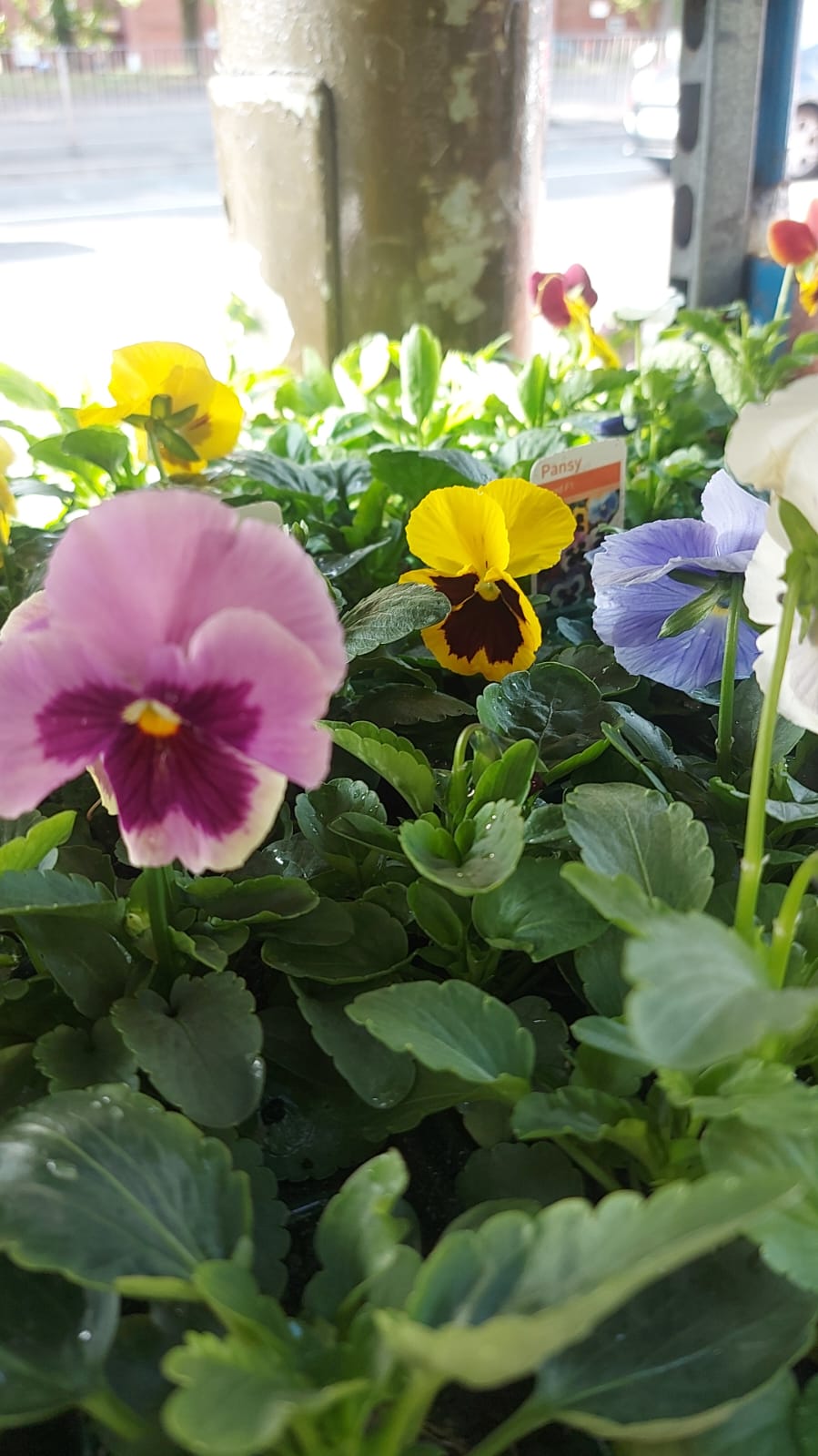 Winter Pansies & Violas Trays (LOCAL PICKUP / DELIVERY ONLY) (5 TRAYS FOR £17.50)