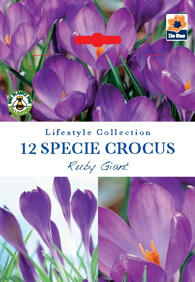 De Ree UK Lifestyle Spring Flowering Bulbs