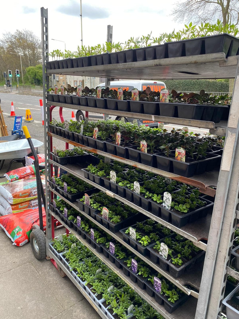 Our First Delivery of British Grown Summer Bedding & Tomato Plants