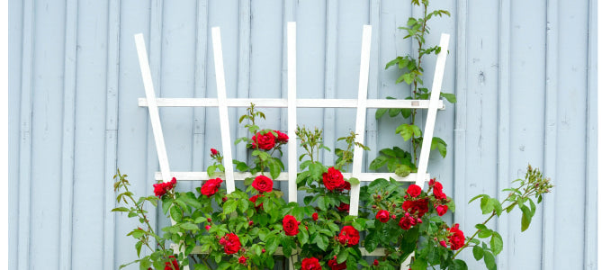trellis