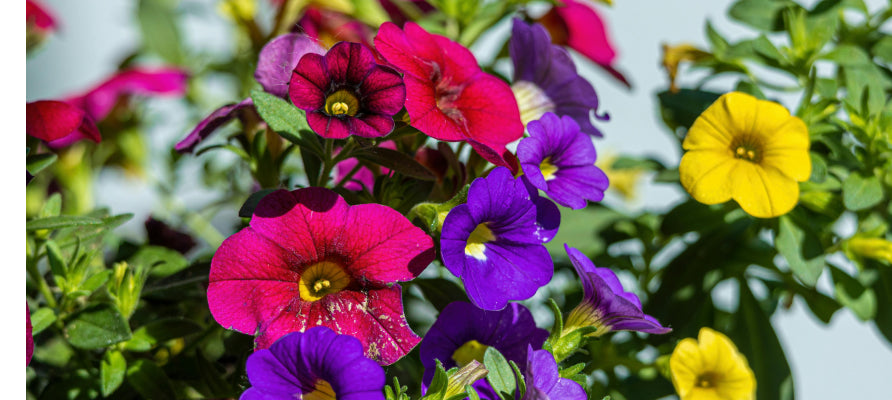 Winter flowering bedding