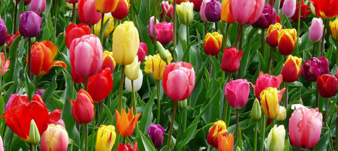 Spring Flowers