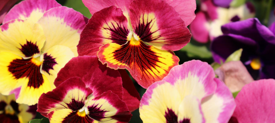 Spring Plants