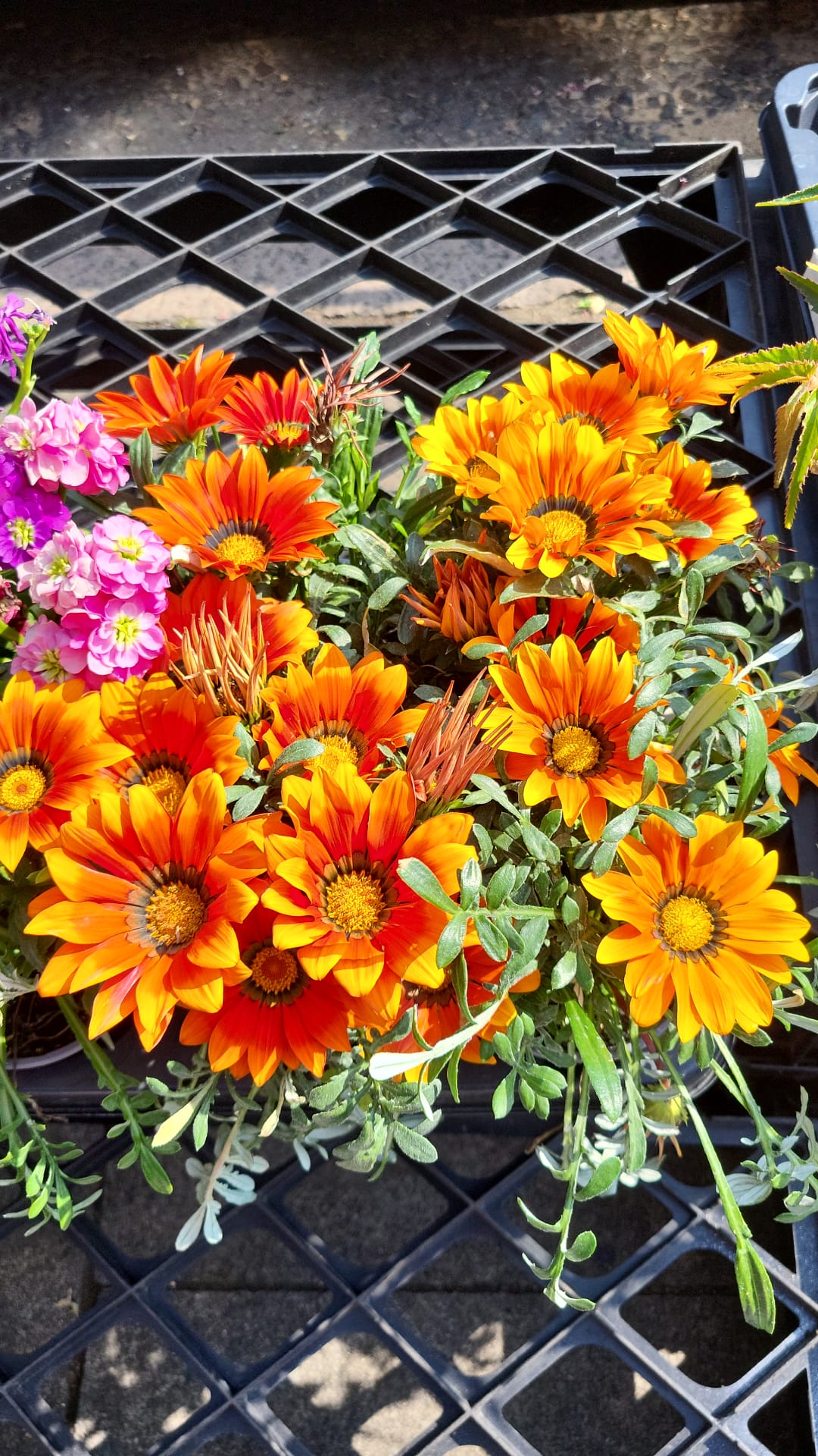 Mixed Plants 7cm - 30cm Pots (LOCAL PICKUP / DELIVERY ONLY)