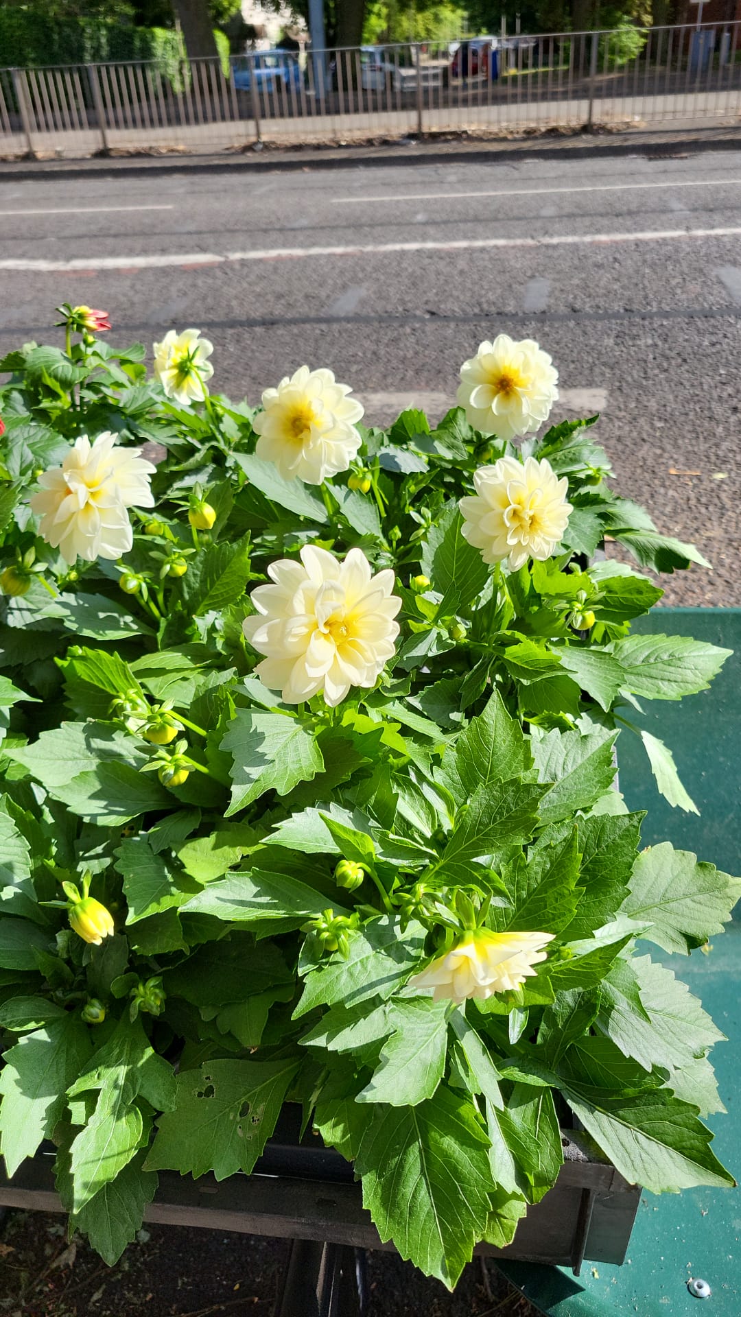 1L Pots Geraniums, Dahlias & Fuchsias (LOCAL PICKUP / DELIVERY ONLY)