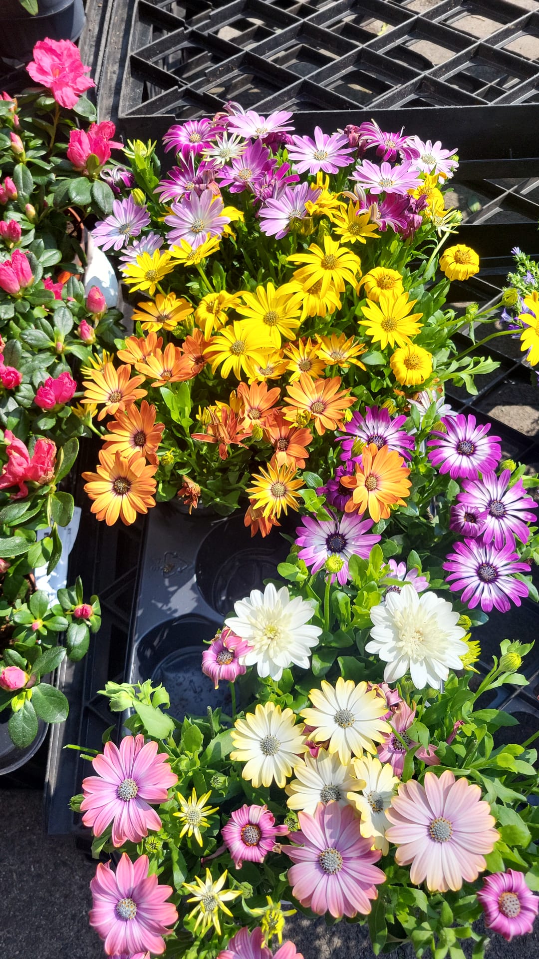 Mixed Plants 7cm - 30cm Pots (LOCAL PICKUP / DELIVERY ONLY)