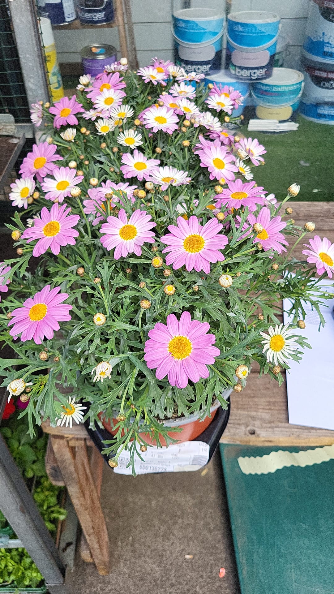 Mixed Plants 7cm - 30cm Pots (LOCAL PICKUP / DELIVERY ONLY)