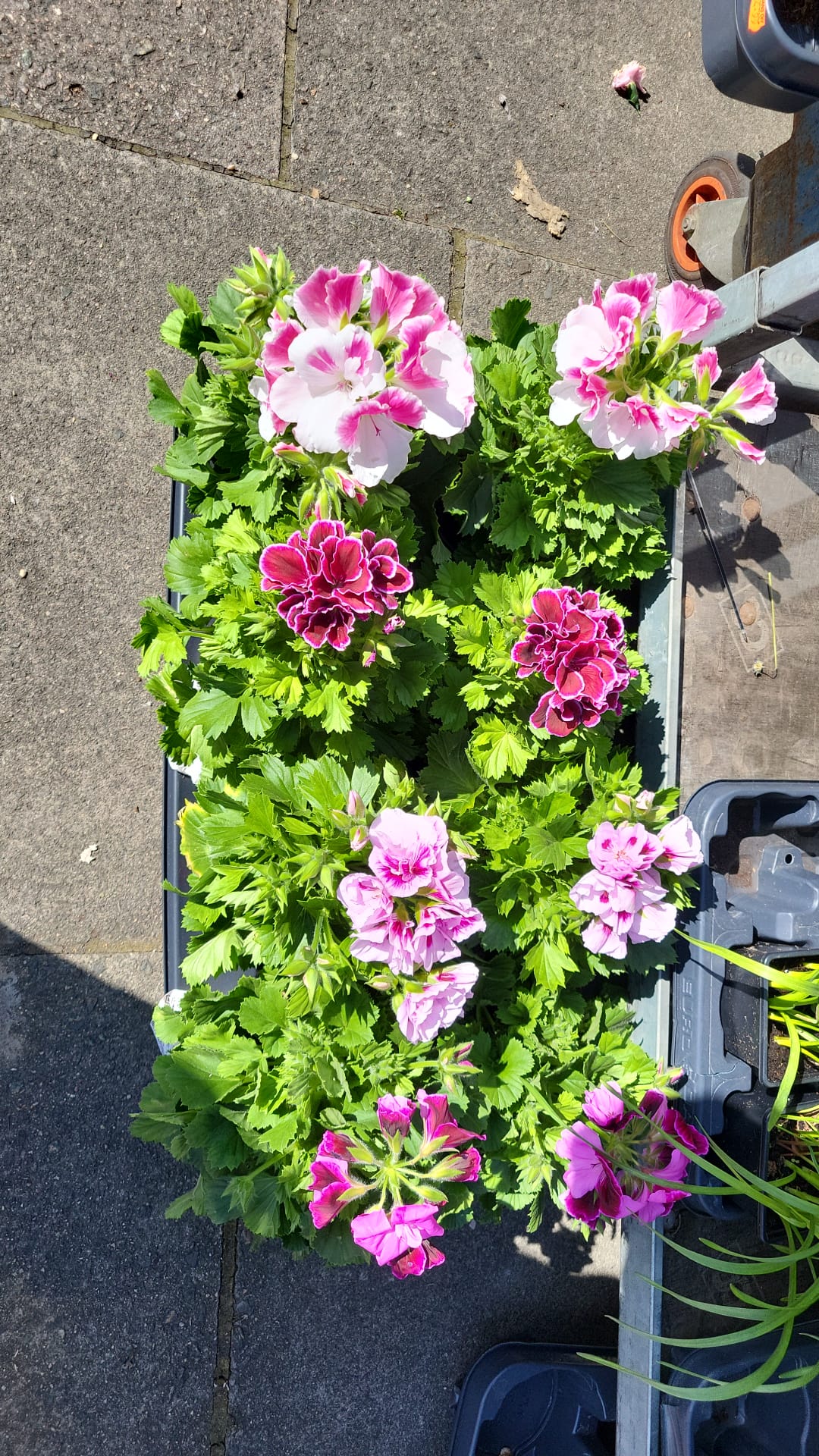 Mixed Plants 10cm - 30cm Pots (LOCAL PICKUP / DELIVERY ONLY)