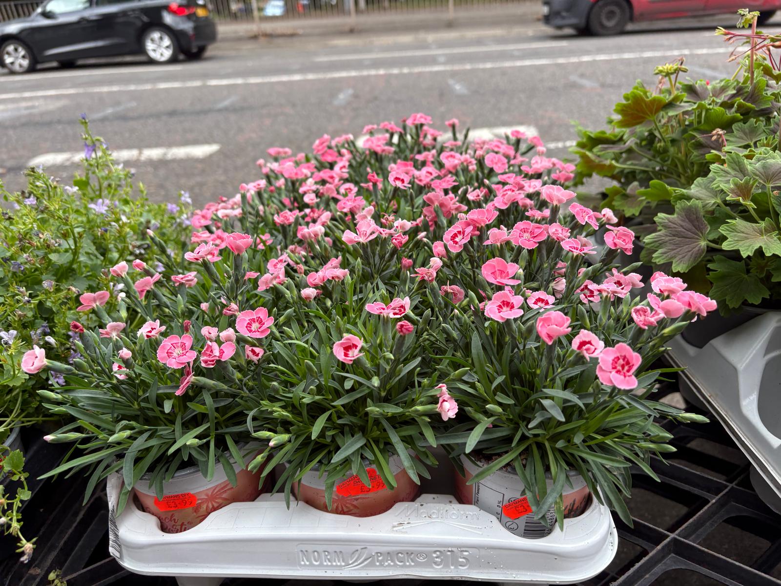 Mixed Plants 7cm - 30cm Pots (LOCAL PICKUP / DELIVERY ONLY)