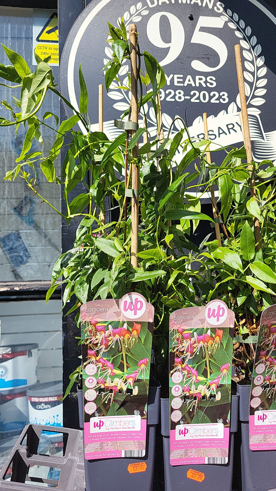 Mixed Plants 10cm - 30cm Pots (LOCAL PICKUP / DELIVERY ONLY)