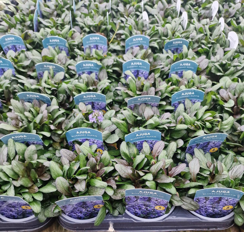 Winter Plants Pots & Bedding Trays (4") (LOCAL PICKUP / DELIVERY ONLY)