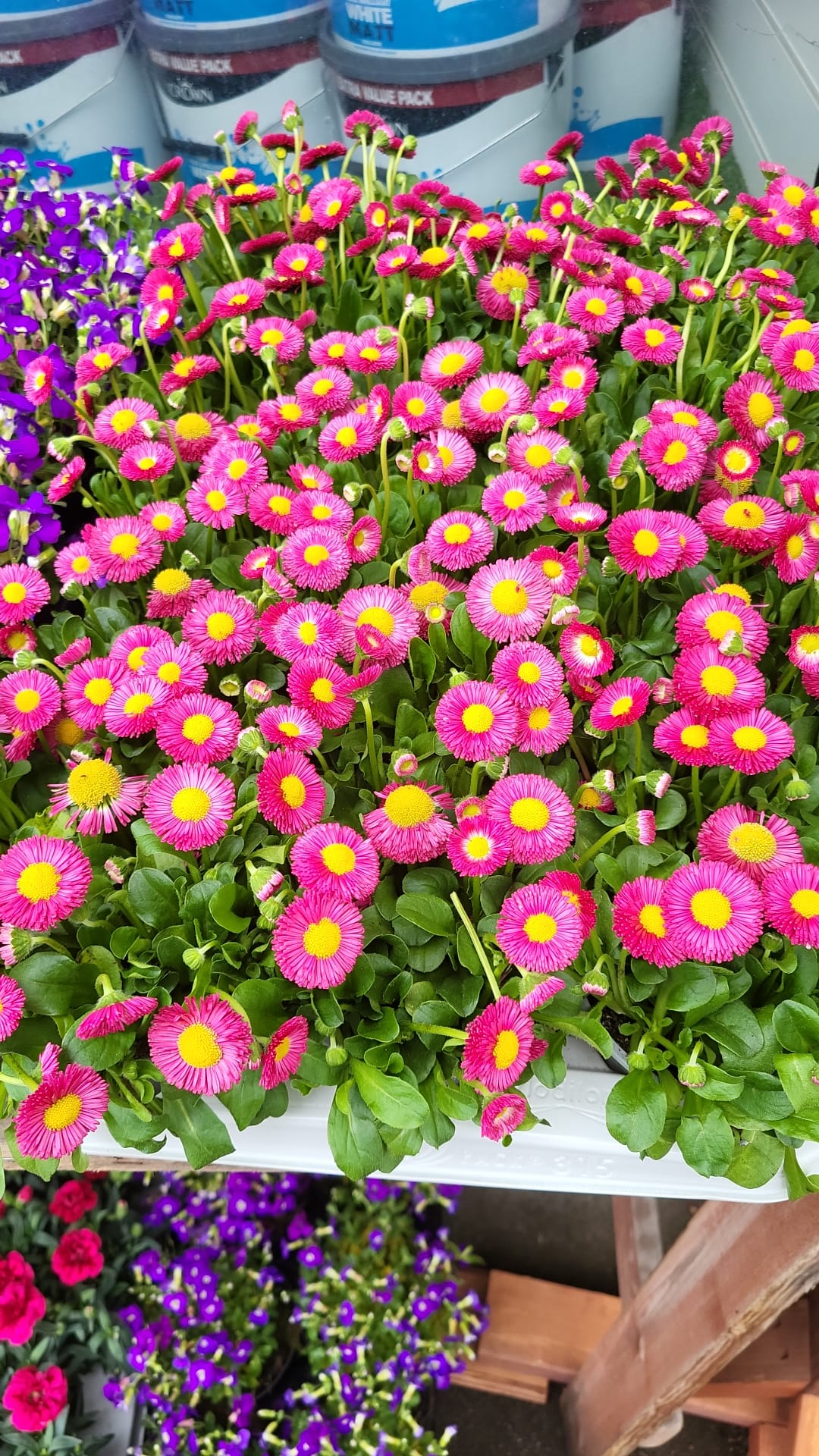 Mixed Plants 10cm - 30cm Pots (LOCAL PICKUP / DELIVERY ONLY)