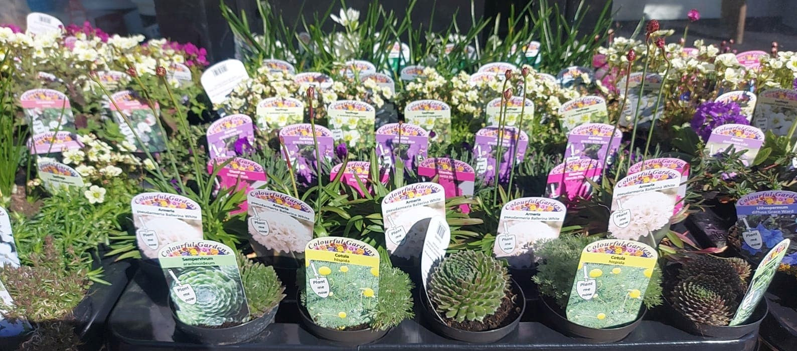 Winter Plants Pots & Bedding Trays (4") (LOCAL PICKUP / DELIVERY ONLY)