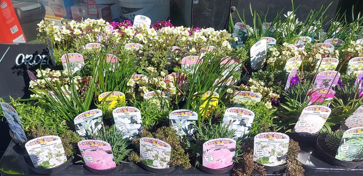 Winter Plants Pots & Bedding Trays (4") (LOCAL PICKUP / DELIVERY ONLY)